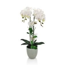 Phaleanopsis Orchid Plant 3 sticks